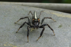 Telamonia