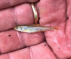 Notropis ammophilus