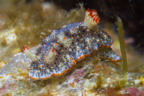 Dall's Chromodorid