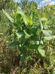 Theridula