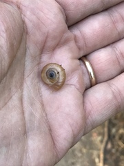Eopolita protensa