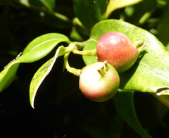 Sarcococca ruscifolia