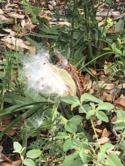 Asclepias asperula