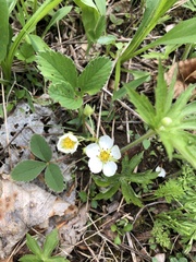 Fragaria × ananassa