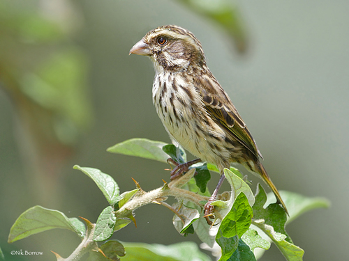 Streaky Seedeater