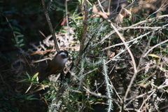 Fulvetta vinipectus