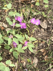 Phlox roemeriana
