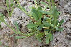 Crepidiastrum lanceolatum