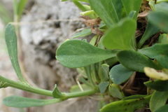 Crepidiastrum lanceolatum