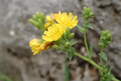 Crepidiastrum lanceolatum