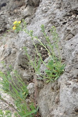 Crepidiastrum lanceolatum