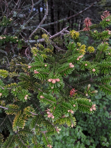 Image of Abies kawakamii by (c) Cheng-Te Hsu, some rights reserved (CC BY)