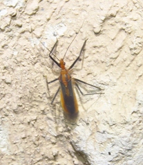 Repipta taurus