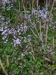 Valeriana kawakamii