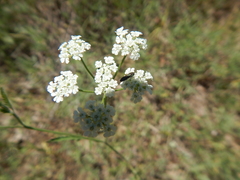 Agrilaxia flavimana