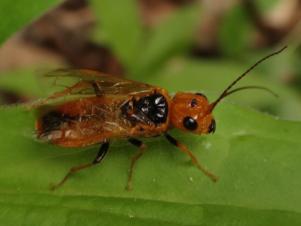 Pamphilius lethierryi