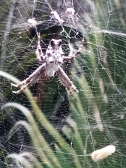 Cyrtophora citricola