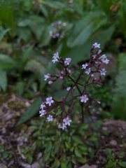 Valeriana kawakamii