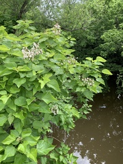 Catalpa bignonioides