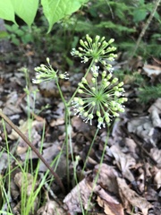 Aralia hispida
