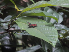 Ancyluris aulestes