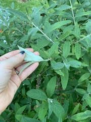 Buddleja salviifolia