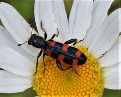 Trichodes leucopsideus