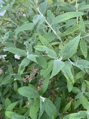 Buddleja salviifolia