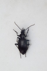 Carabosoma