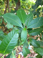 Tabernaemontana alternifolia