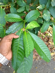 Tabernaemontana alternifolia