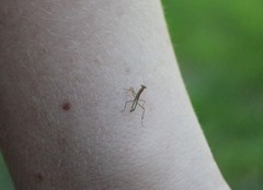 Mantis religiosa