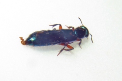 Eulissus