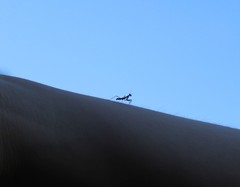 Mantis religiosa