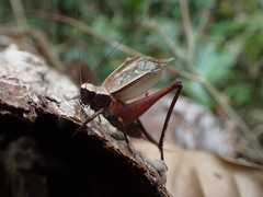 Eneoptera surinamensis