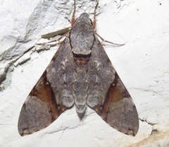 Manduca lefeburii