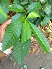 Tabernaemontana alternifolia