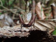 Eneoptera surinamensis