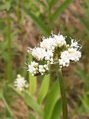 Valeriana dioica