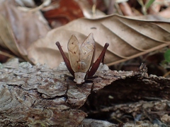 Eneoptera surinamensis