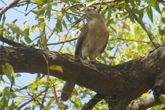 Accipiter badius