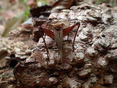 Eneoptera surinamensis