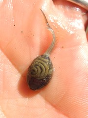 Rana latastei