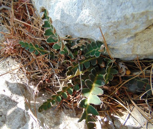 Zlatna paprat (Asplenium ceterach)