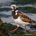 Turnstones - Photo (c) Isidro Vila Verde, some rights reserved (CC BY-NC)