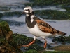 Turnstones - Photo (c) Isidro Vila Verde, some rights reserved (CC BY-NC)