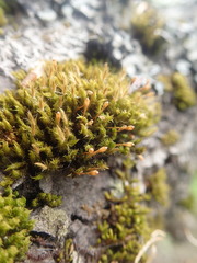 Ulota coarctata