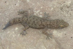 Hemidactylus kushmorensis