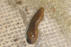 Haemopidae