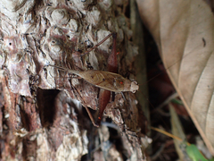 Eneoptera surinamensis